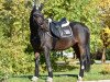 dressage horse Semino (German Riding Pony, 2012, from AMD Superb)