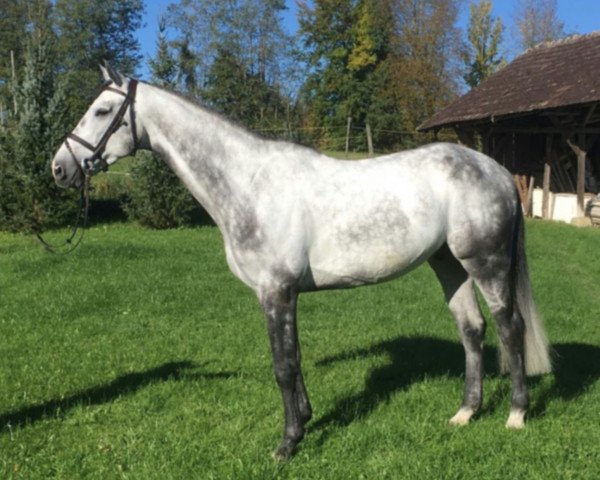 horse Carlito Z (Zangersheide riding horse, 2010, from Chellano Z)