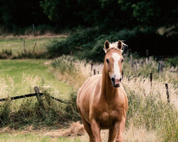 horse Monsun (Holsteiner, 2003, from Mangold)