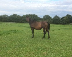 broodmare Sunshine V (Holsteiner, 2002, from Cassini I)