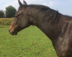 horse Darceur IR (Westfale, 2016, from Dibadu L)