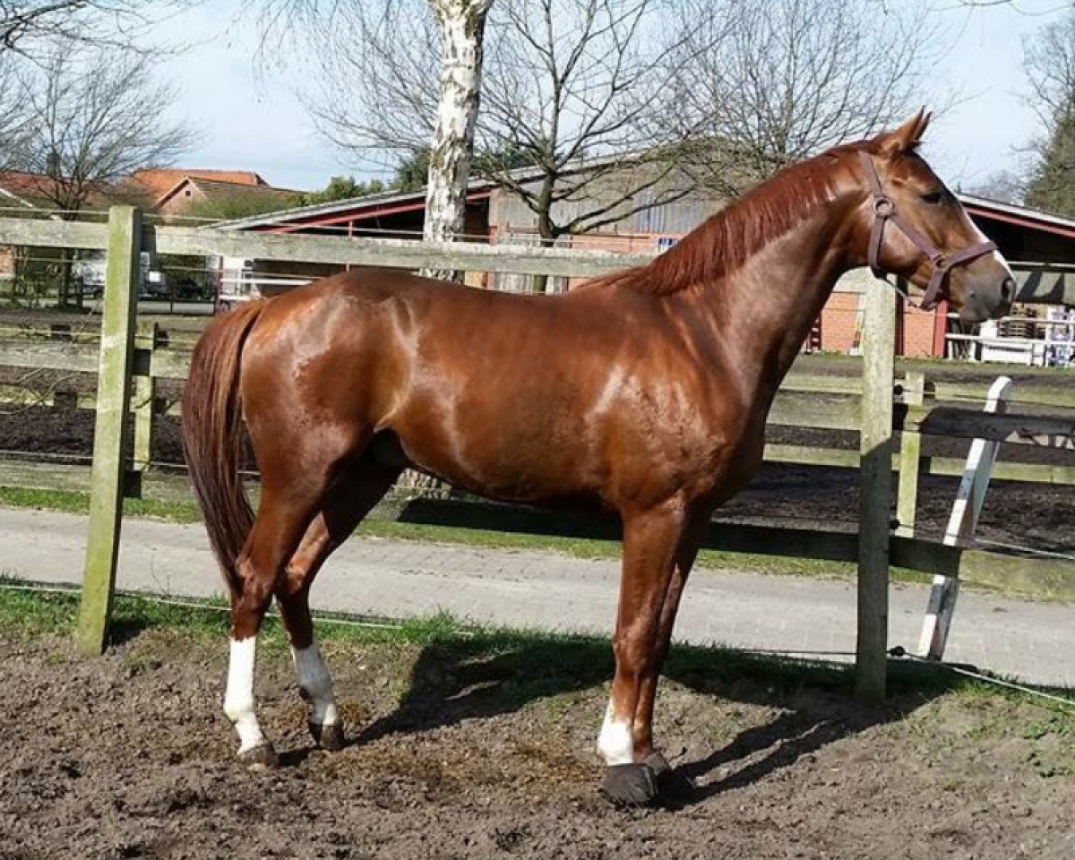 stallion Quantum of Solace B (German Sport Horse, 2013, from Quaterback)
