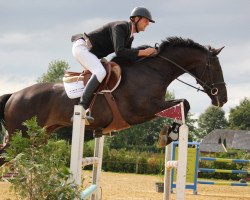 jumper Emir (Swedish Warmblood, 2009, from Vleut)