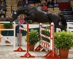 Springpferd Ehrentanz (Trakehner, 2014, von Abendtanz)