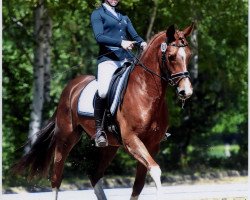 jumper Filou 2080 (Hanoverian, 2011, from Fidertanz)