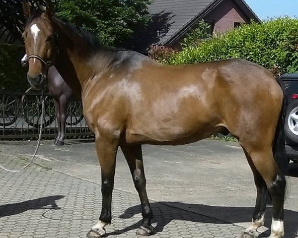 horse Rabulist (Westphalian, 2002, from Rubiloh)