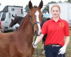 dressage horse King of Chocolate M (German Riding Pony, 2017, from Kastanienhof Kentaur)