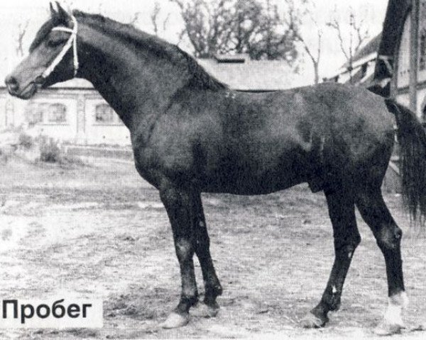 stallion Probeg (Hanoverian, 1979, from Prizrak 1970 ox)
