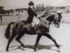 broodmare Maiga (Latvian Warmblood, 1949, from Mādis)