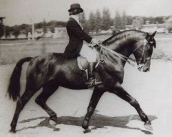 broodmare Maiga (Latvian Warmblood, 1949, from Mādis)