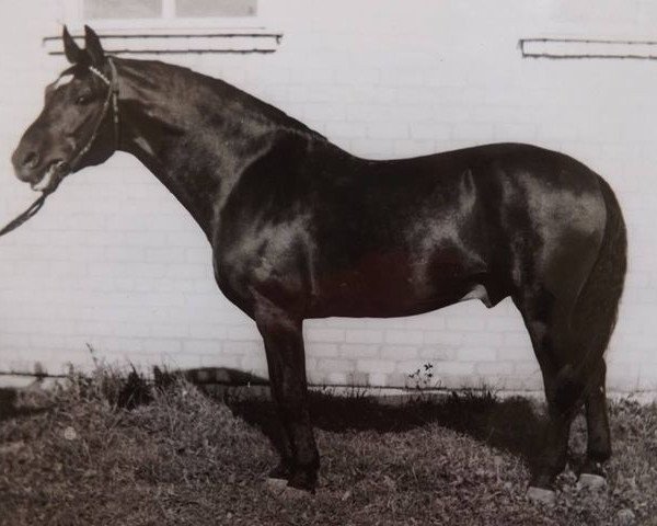 stallion Misters (Latvian Warmblood, 1969, from Domino)