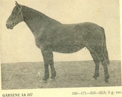 Zuchtstute Gārsene (Lettisches Warmblut, 1947, von Gotenfirsts)