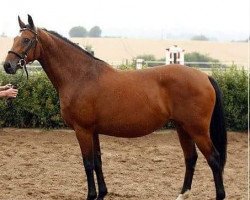 broodmare Selina I (Holsteiner, 2002, from Lancer II)