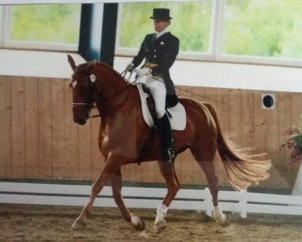 dressage horse William Wallace 4 (Hanoverian, 1996, from Wie Weltmeyer)