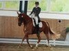 dressage horse William Wallace 4 (Hanoverian, 1996, from Wie Weltmeyer)