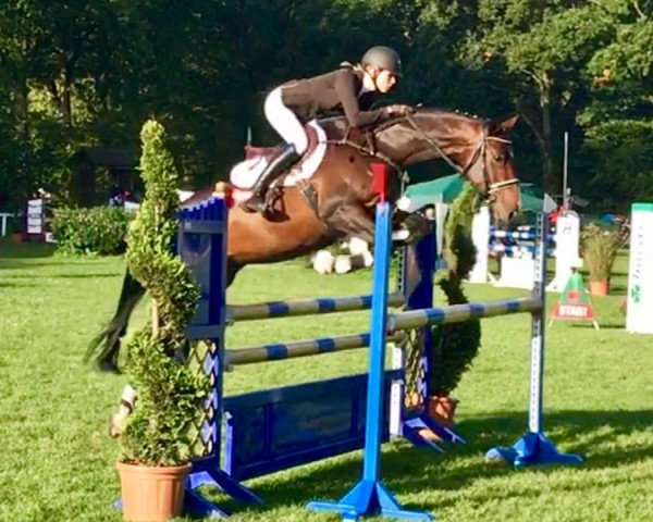 jumper Maxima Bellini (Hanoverian, 2011, from Monte Bellini)