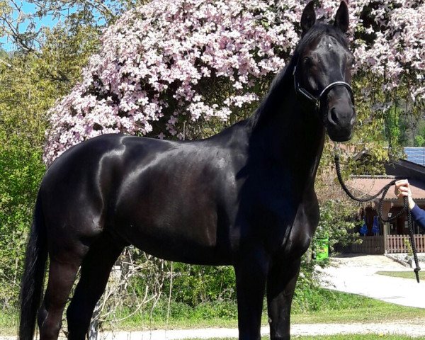 jumper Momo (Hanoverian, 2012, from Detroit)