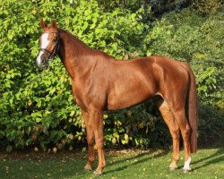 dressage horse Fedor 110 (German Sport Horse, 2012, from Fürst Romancier)