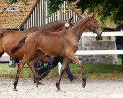 dressage horse Santana (German Warmblood, 2017, from Sommertraum)