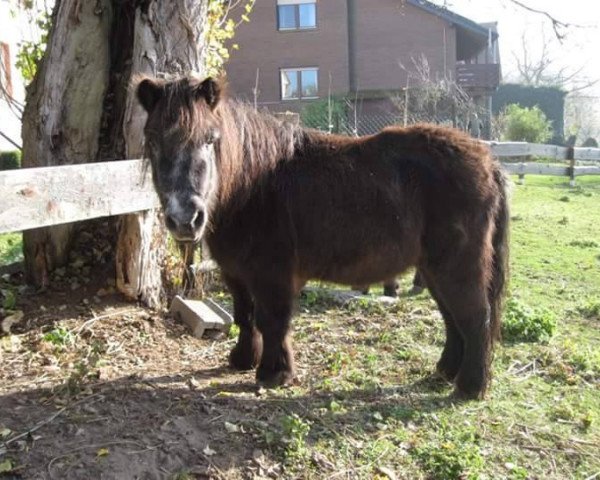 horse Marco (Shetland Pony, 1984, from Nicki)