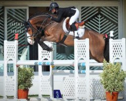 jumper Hind (KWPN (Royal Dutch Sporthorse), 2012, from Vittorio)