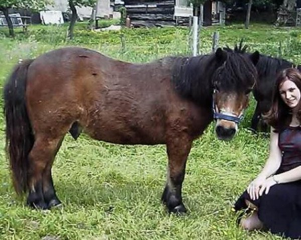 Pferd Nico (Shetland Pony, 1984, von Nicki)