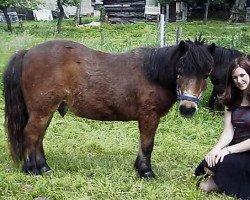 Pferd Nico (Shetland Pony, 1984, von Nicki)