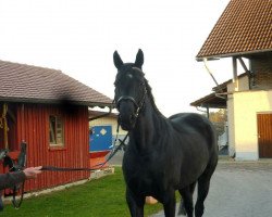 dressage horse Wanesca 4 (Westphalian, 2006)