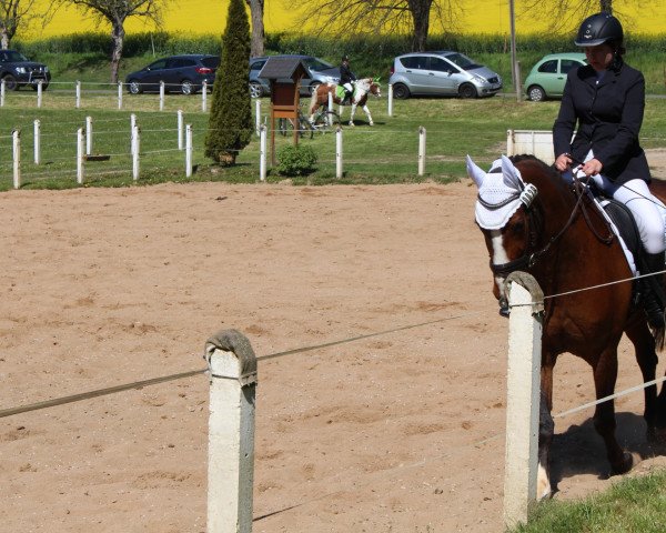 Springpferd Savoy 59 (Deutsches Sportpferd, 2010, von Simonetti)