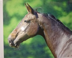 horse Kind of magic (Holsteiner, 1995, from Alcatraz)