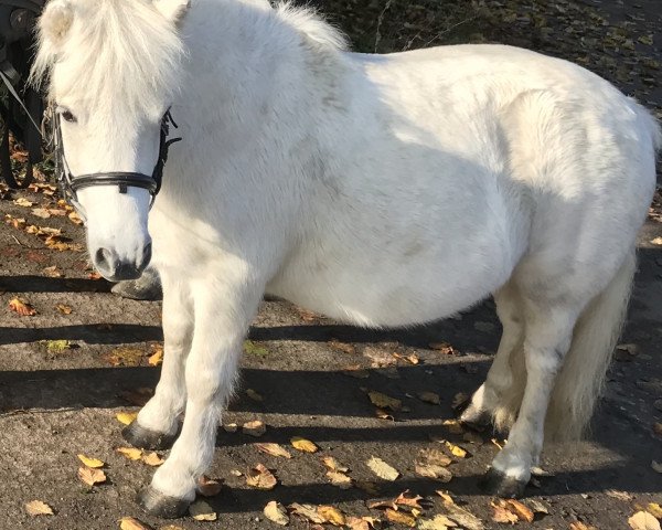 Pferd Kathelyn (Shetland Pony, 2009)