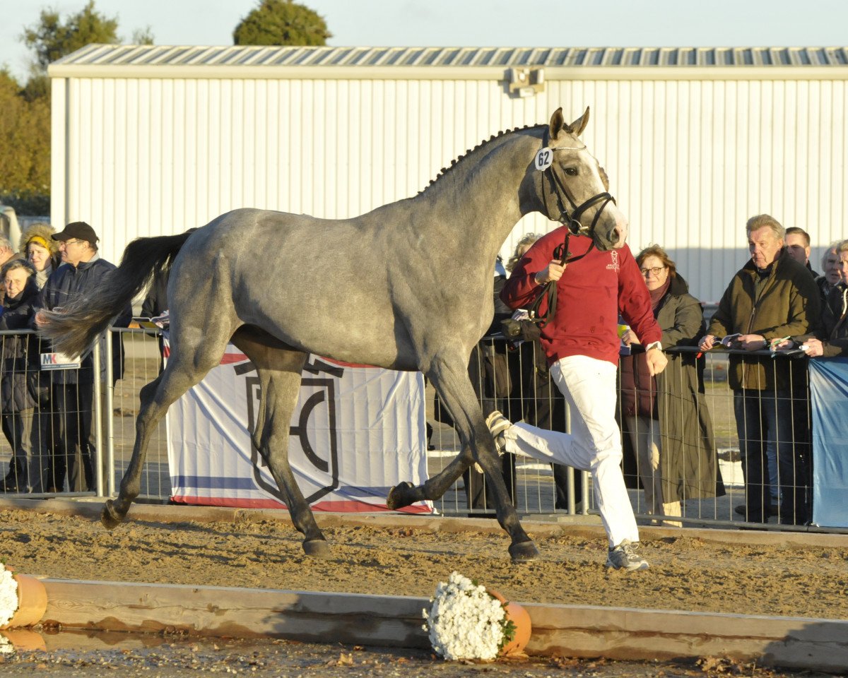 Springpferd Quiiee Bong (Holsteiner, 2015, von Quick Fire)