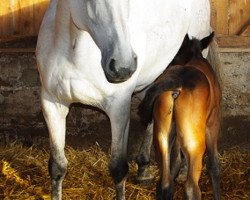 broodmare O-Penny Lain (Holsteiner, 1999, from Calvados II)