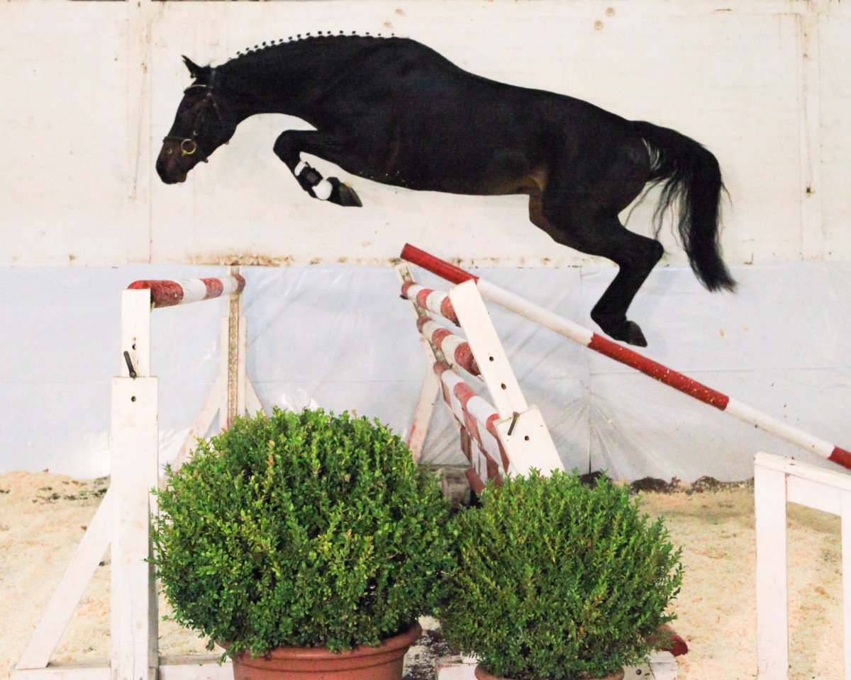jumper Wohnoramas Vidal (Hanoverian, 2014, from Viscount 22)