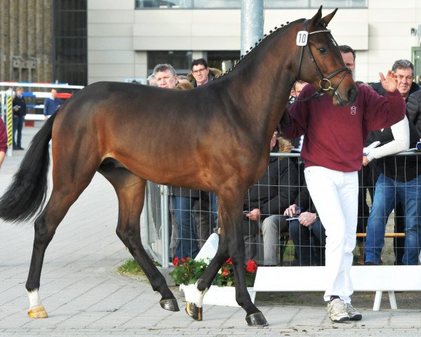 jumper Cyrkon Royale (Holsteiner, 2015, from Carrico)