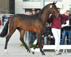 Springpferd Cyrkon Royale (Holsteiner, 2015, von Carrico)