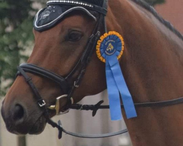 dressage horse Romadero (Rhinelander, 2011, from Real Diamond)