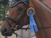 dressage horse Romadero (Rhinelander, 2011, from Real Diamond)