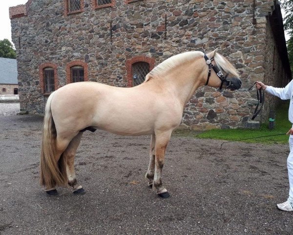 stallion Merinas Emil (Fjord Horse, 2005, from Knapstaprinsen)