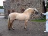 stallion Merinas Emil (Fjord Horse, 2005, from Knapstaprinsen)