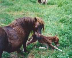 Pferd Quicky vom Regenbogen (Shetland Pony, 2000, von Quid de la Mer du Nord)