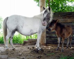 Zuchtstute Easy Girl vom Regenbogen (Dt.Part-bred Shetland Pony,  , von Borax v. Silbersee)