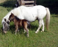 horse Boogie-Woogie vom Regenbogen (Dt.Part-bred Shetland pony, 2005, from Beauty de Valk)