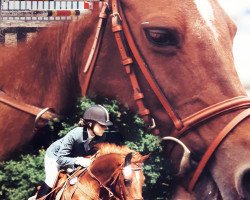 jumper Mon Amie 74 (Akhal-Teke, 1997, from Mangold)