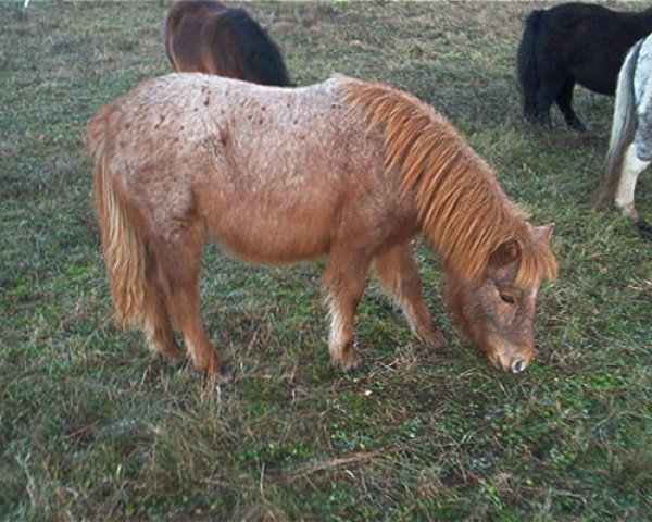 Pferd Bubbles vom Regenbogen (Dt.Part-bred Shetland Pony, 2003, von Beauty de Valk)