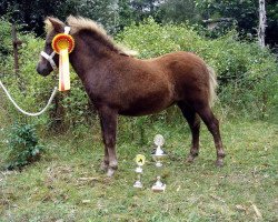 Zuchtstute Little Beauty vom Regenbogen (Dt.Part-bred Shetland Pony, 2006, von Beauty de Valk)