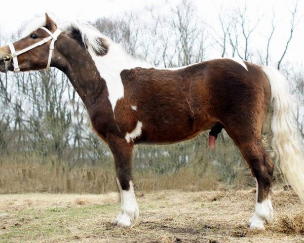 horse Just Dance II vom Regenbogen (German Classic Pony, 2009, from Just in Time)