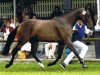 broodmare Tessa (KWPN (Royal Dutch Sporthorse), 2000, from Manhattan)