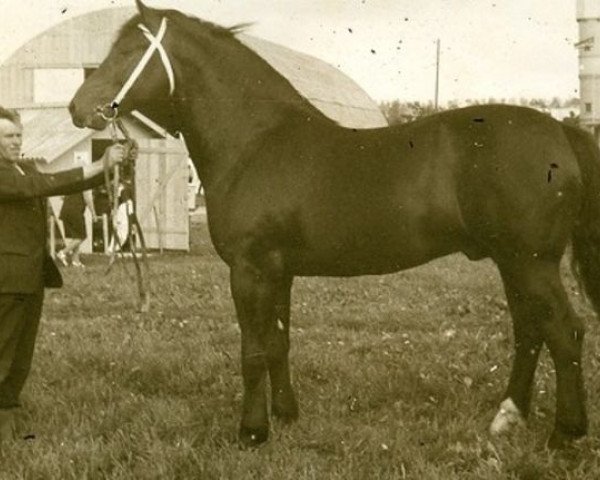 stallion Jupiters (Latvian Warmblood, 1981, from Jokers)