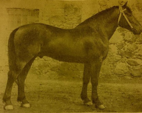 stallion Baikāls (Latvian Warmblood, 1976, from Jokers)